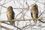 FIRST ITALIAN OWL FESTIVAL - LOMBARDY NORTH ITALY