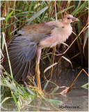 NORTH AMERICAN BIRDS - Published by ABA