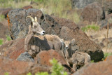 Big Horn Sheep