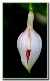 Bud of a fuchsia