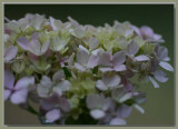 Hydrangea