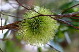 Green gum blossom