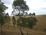 Golden hills adjusted