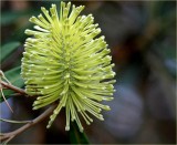Banksia flower