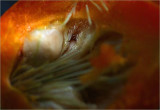 Rose hip up v close