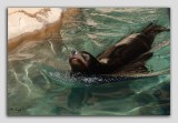 zoo 09