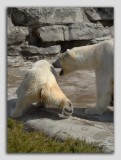 zoo 24