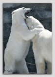 zoo 29