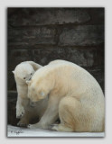 zoo 32