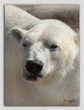 zoo 40