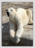 zoo 42