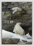 zoo 48