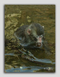zoo 74