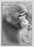 zoo 76
