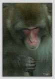 zoo 78