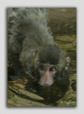 zoo 86