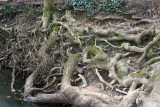 If you go down to the woods today.