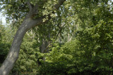 May 2007 - Parc de Bercy 75012