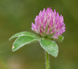Clover, Red