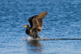Double-crested Cormorant