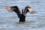 Double-crested Cormorant