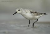 Drieteenstrandloper