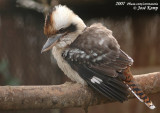 Kookaburra