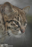 Geoffroys Kat