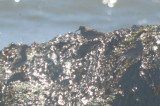 purple sandpipers lynn beach