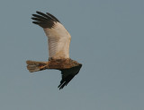 Western Marsh Harrier (Circus aeruginosus)