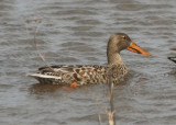 Northern Shoveler; female