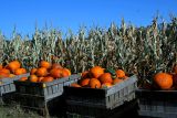 Pumpkin Pickin.