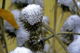 Snow Blankets.
