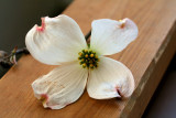 The Commonwealth's Dogwood.