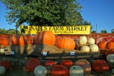 Giant Pumpkin.