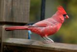 October 28, 2006Cardinal