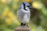 October 29, 2006Bluejay