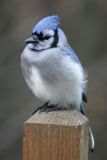 November 19, 2006Bluejay