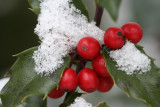 January 22, 2007Macro of Holly