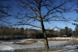 February 7, 2007Tree In Park