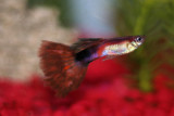 February 26, 2007Guppy Macro