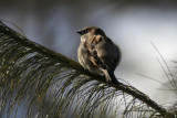 March 21, 2007Sparrow