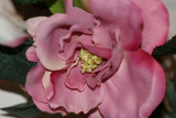 March 26, 2007Silk Rose