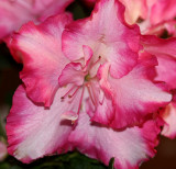 AzaleaApril 13, 2007