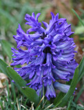 HyacinthApril 27, 2007