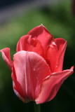 Red TulipMay 12, 2007