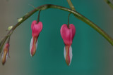 Bleeding Heart