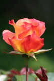 RoseMay 25, 2007