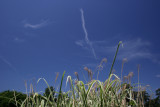 SkyJune 12, 2007