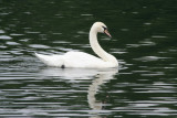 Swan ReflectionJuly 8, 2007